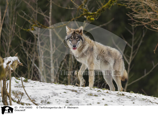 Grauwolf / grey wolf / PW-19680