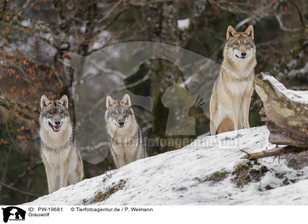 Grauwolf / PW-19681