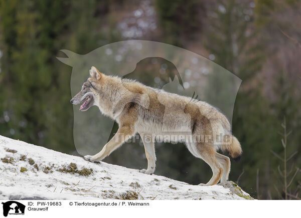 Grauwolf / grey wolf / PW-19683