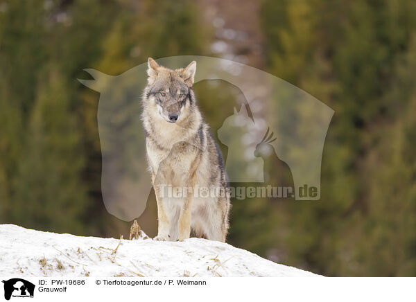Grauwolf / grey wolf / PW-19686