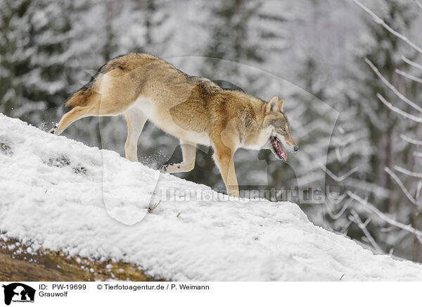 Grauwolf / grey wolf / PW-19699