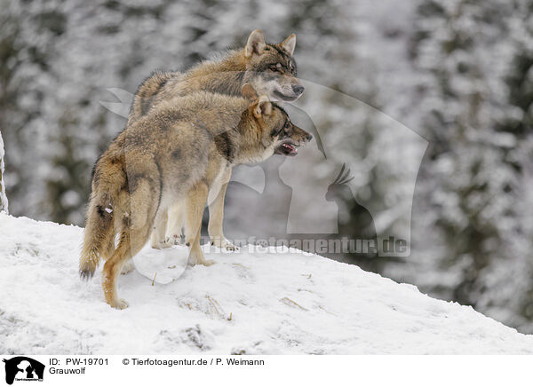Grauwolf / grey wolf / PW-19701
