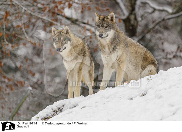 Grauwolf / grey wolf / PW-19714
