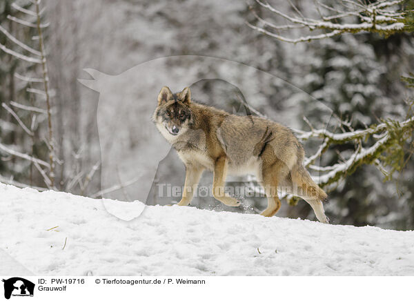 Grauwolf / grey wolf / PW-19716