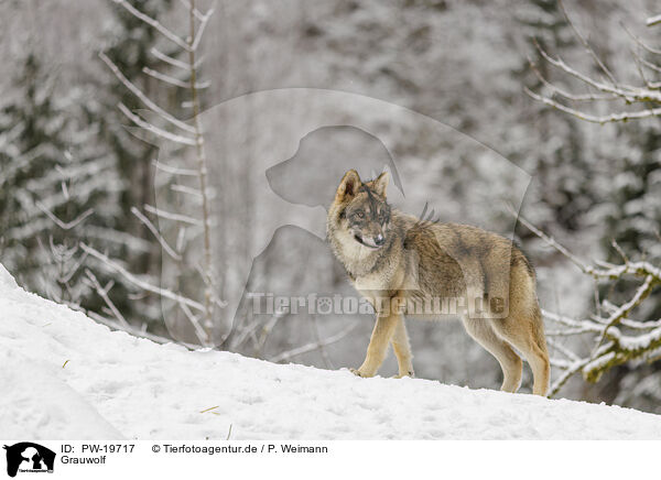 Grauwolf / grey wolf / PW-19717