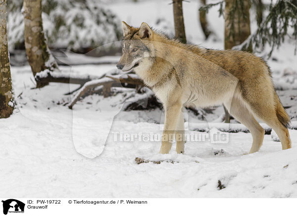 Grauwolf / grey wolf / PW-19722