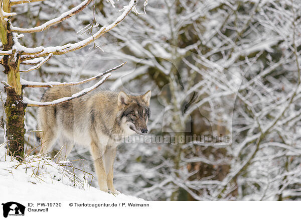 Grauwolf / grey wolf / PW-19730