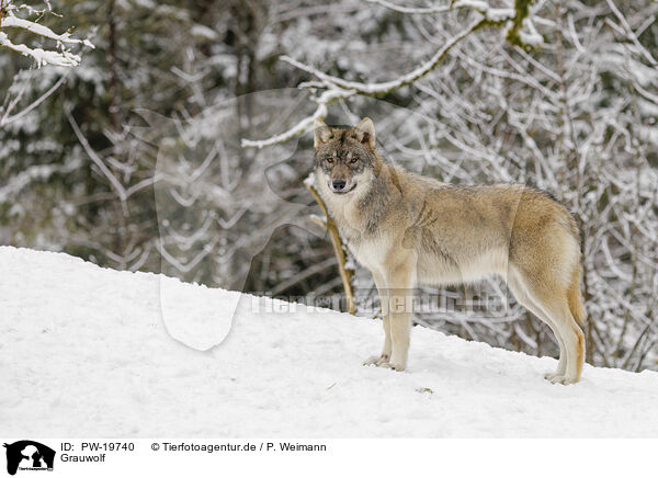 Grauwolf / grey wolf / PW-19740