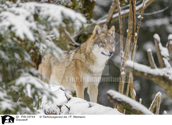Grauwolf / grey wolf / PW-19744