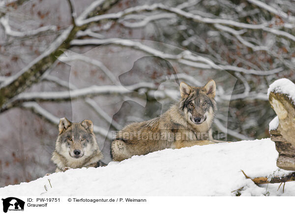 Grauwolf / grey wolf / PW-19751