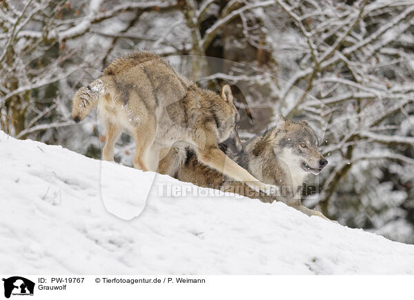 Grauwolf / grey wolf / PW-19767