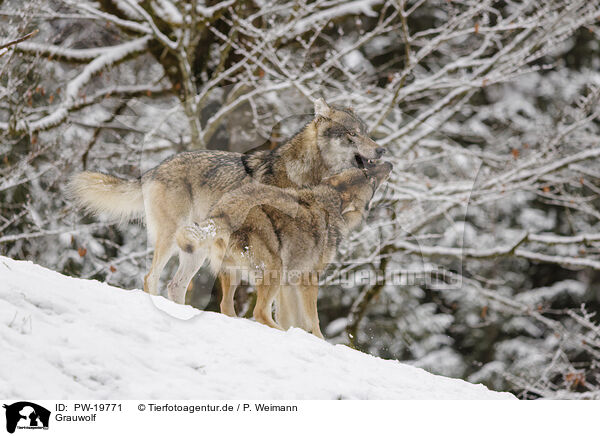 Grauwolf / grey wolf / PW-19771