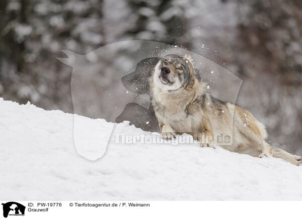 Grauwolf / grey wolf / PW-19776