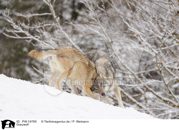 Grauwolf / grey wolf / PW-19785