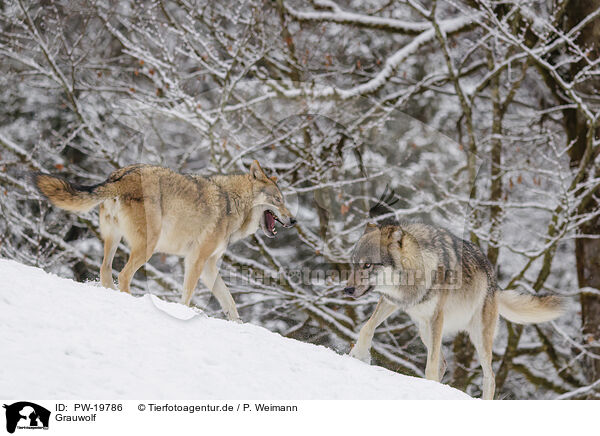 Grauwolf / grey wolf / PW-19786
