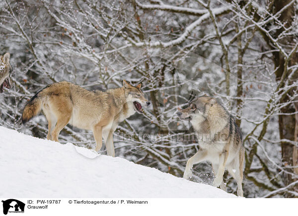 Grauwolf / grey wolf / PW-19787