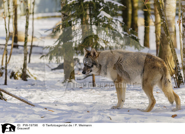 Grauwolf / grey wolf / PW-19796