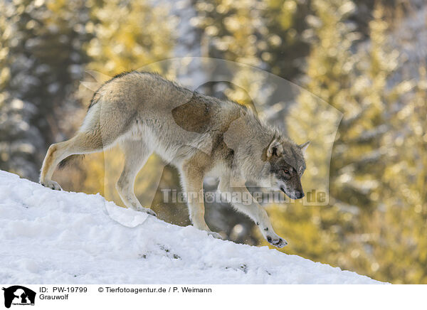 Grauwolf / grey wolf / PW-19799