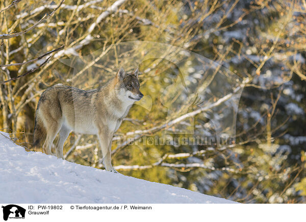 Grauwolf / grey wolf / PW-19802