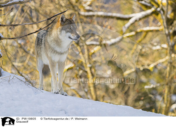 Grauwolf / grey wolf / PW-19805