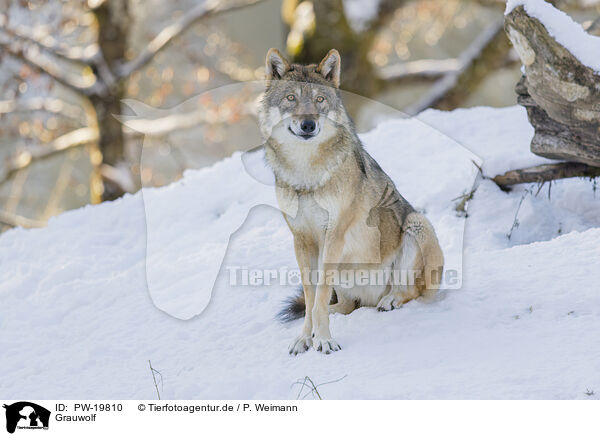 Grauwolf / PW-19810
