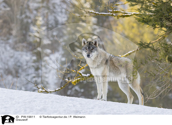 Grauwolf / grey wolf / PW-19811