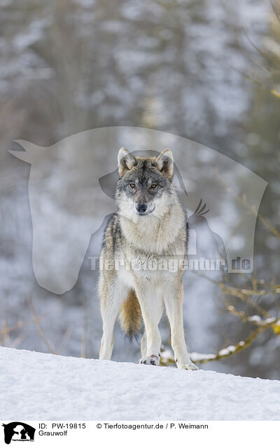 Grauwolf / grey wolf / PW-19815