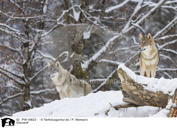 Grauwolf / grey wolf / PW-19823