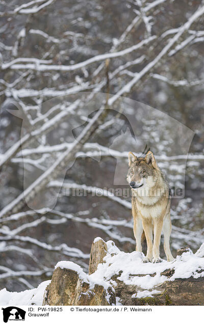 Grauwolf / grey wolf / PW-19825