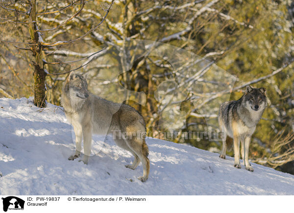 Grauwolf / grey wolf / PW-19837