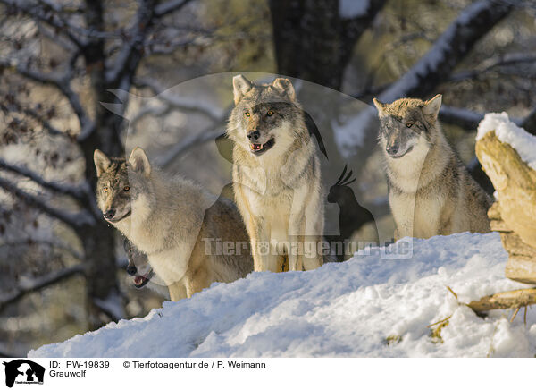 Grauwolf / grey wolf / PW-19839