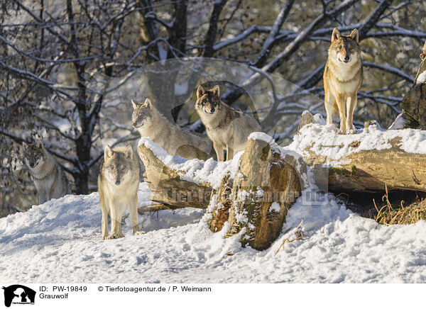 Grauwolf / grey wolf / PW-19849