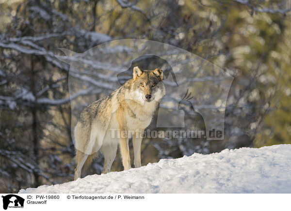 Grauwolf / grey wolf / PW-19860