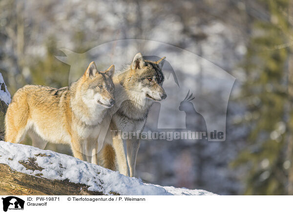 Grauwolf / grey wolf / PW-19871