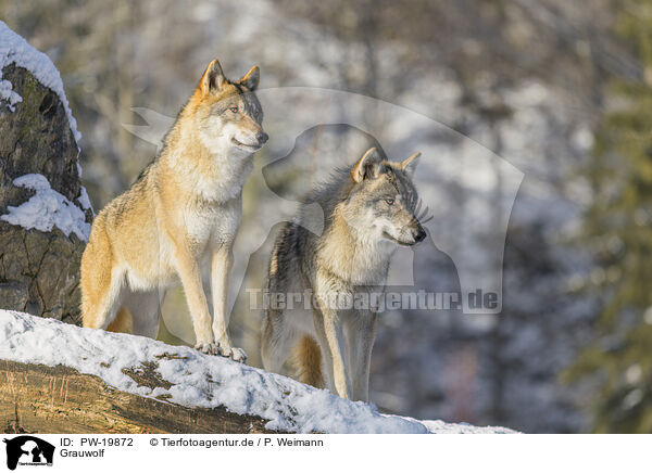 Grauwolf / PW-19872