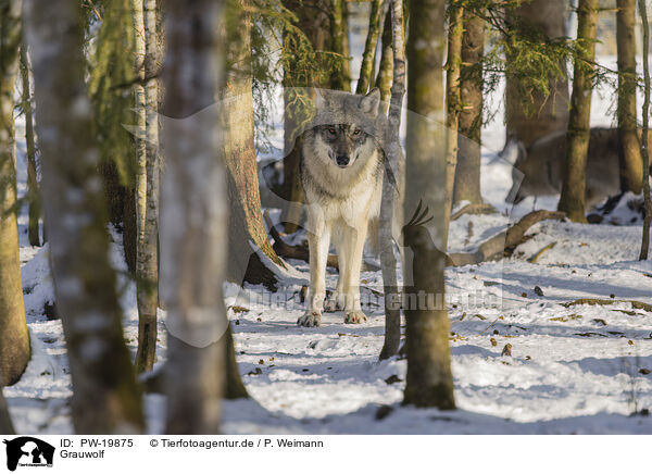 Grauwolf / PW-19875