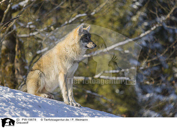 Grauwolf / grey wolf / PW-19878