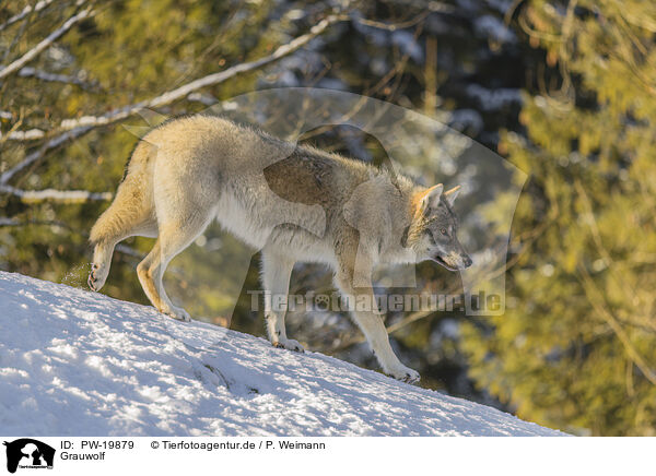 Grauwolf / PW-19879
