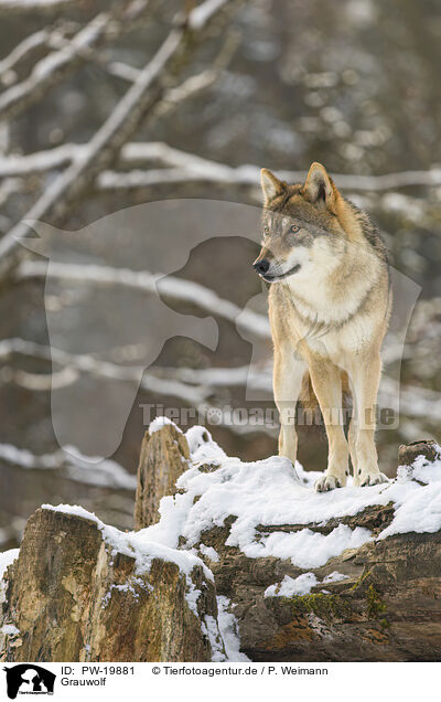 Grauwolf / PW-19881