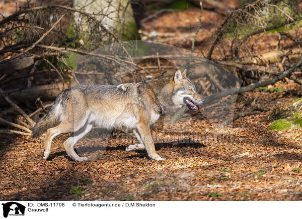 Grauwolf / grey wolf / DMS-11798