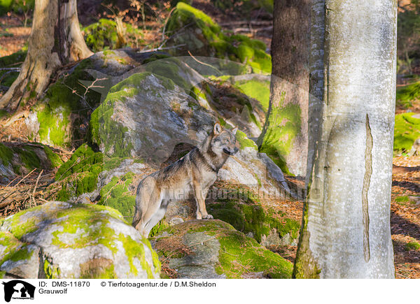 Grauwolf / grey wolf / DMS-11870