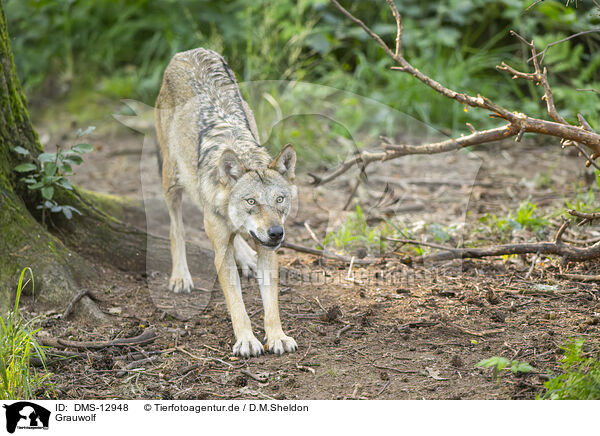 Grauwolf / grey wolf / DMS-12948