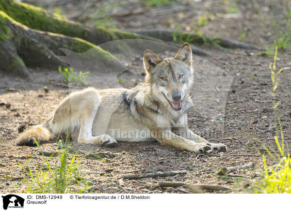 Grauwolf / DMS-12949