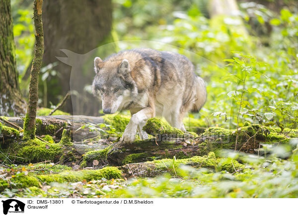 Grauwolf / DMS-13801