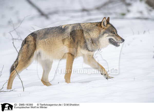 Europischer Wolf im Winter / eurasian greywolf in winter / DMS-16380