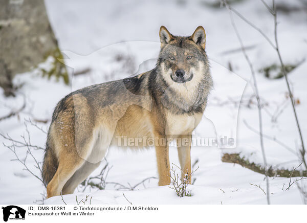 Europischer Wolf im Winter / DMS-16381
