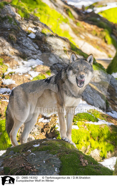 Europischer Wolf im Winter / DMS-16392