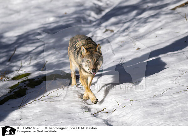 Europischer Wolf im Winter / DMS-16398