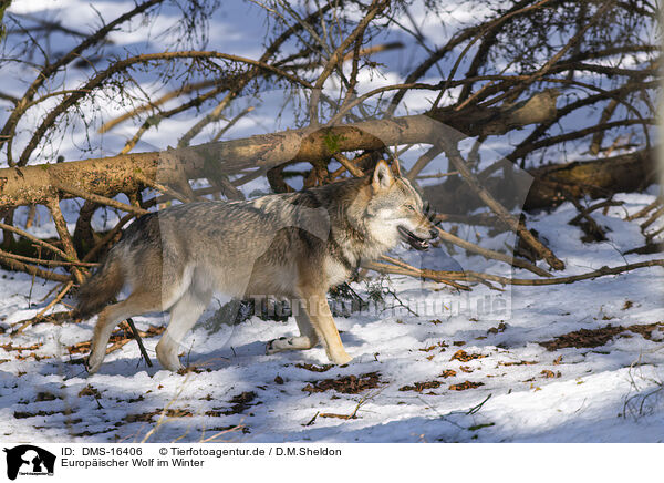 Europischer Wolf im Winter / eurasian greywolf in winter / DMS-16406