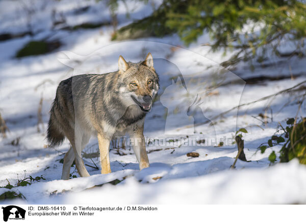 Europischer Wolf im Winter / DMS-16410